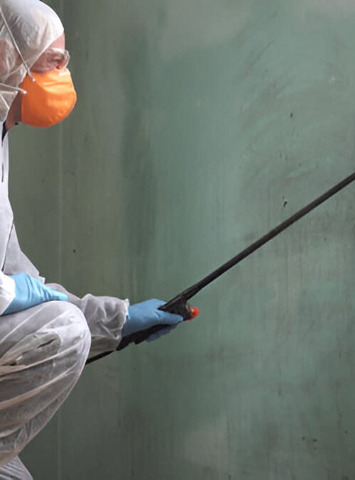 Pest Inspections Melbourne