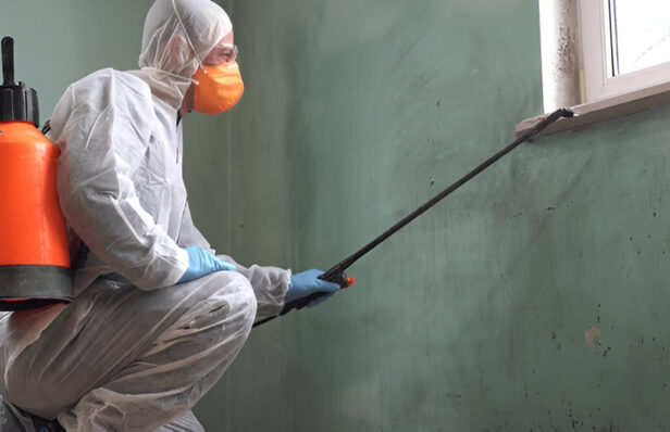 Termite and Pest Inspections Melbourne: Prevent Expensive Damage Before It Starts
