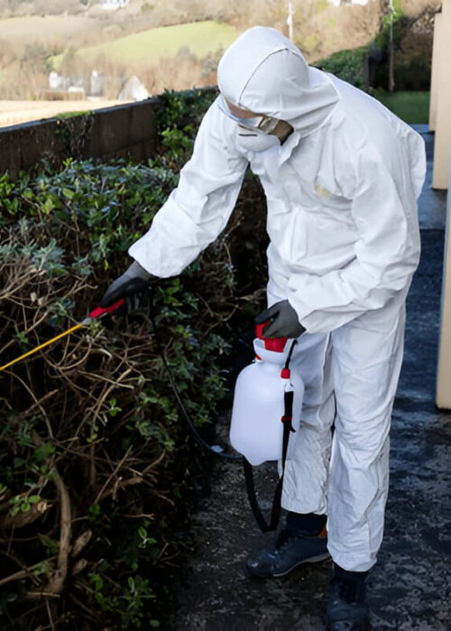 Termite control