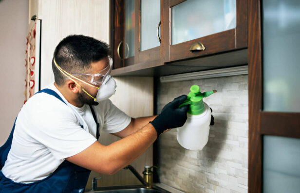 Top 5 Reasons for Hiring Wildlife Pest Control Experts