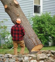 Tree_removal