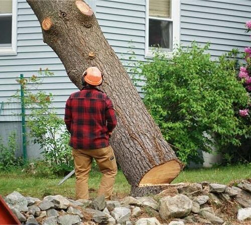 Tree_removal