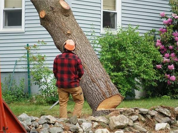 Tree_removal