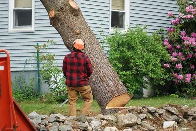 Tree_removal