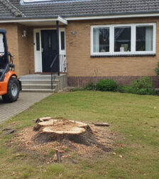 Stump removal Stump removal