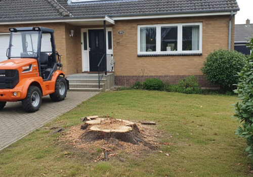 Stump removal Stump removal