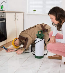 Pest Control Forestville Pest Control Forestville