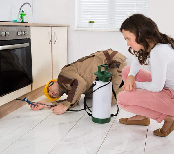 Pest Control Forestville Pest Control Forestville